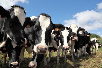 Group Interview: Cattle Call or Opportunity?